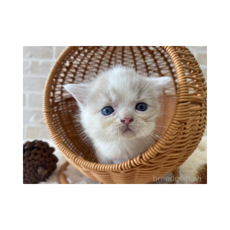 販売中の佐賀県のスコティッシュフォールド-131471の2枚目