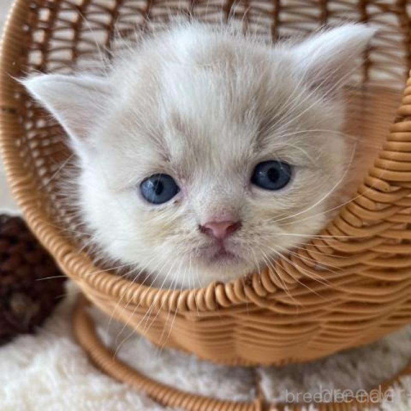 販売中の佐賀県のスコティッシュフォールド-131471の1枚目