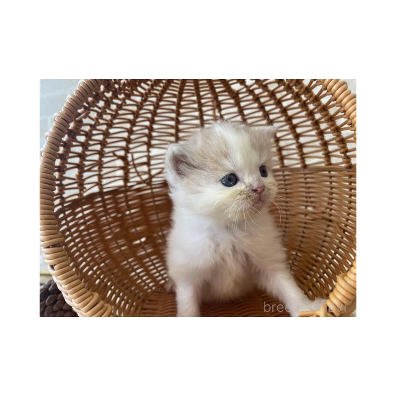 販売中の佐賀県のスコティッシュフォールド-131472の2枚目