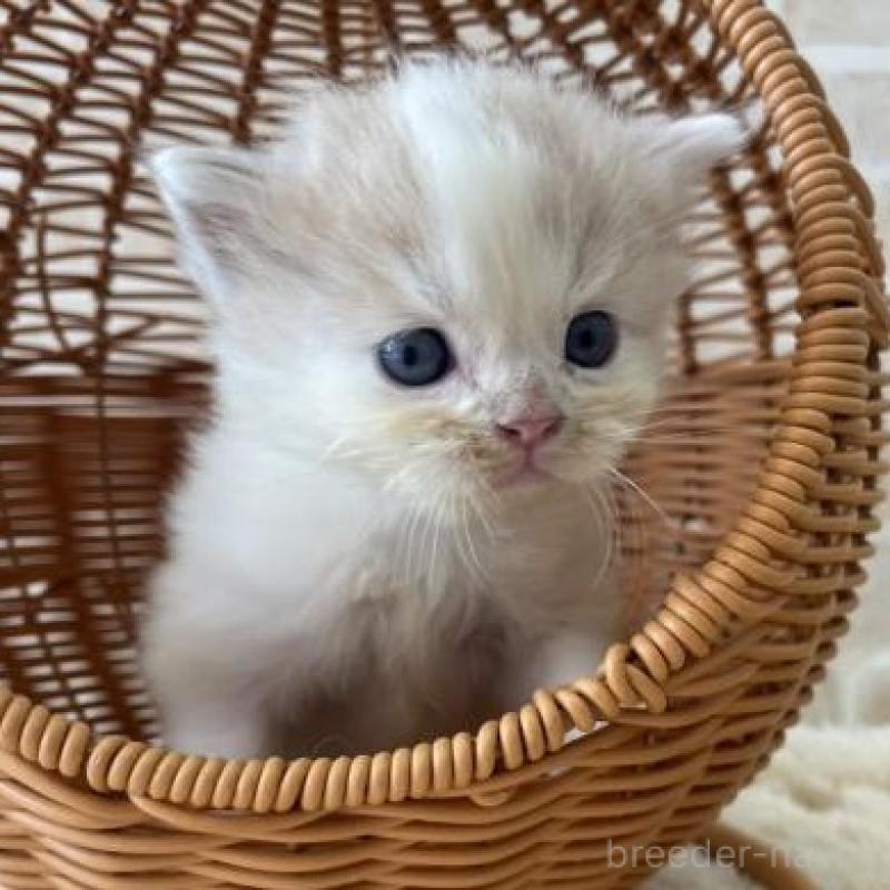 販売中の佐賀県のスコティッシュフォールド-131472