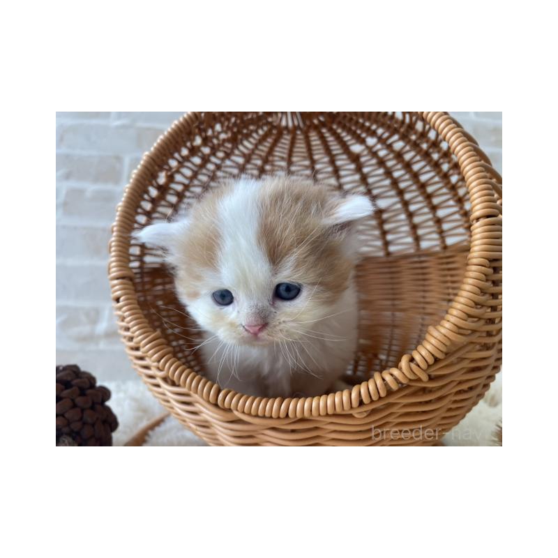 販売中の佐賀県のスコティッシュフォールド-131473の2枚目