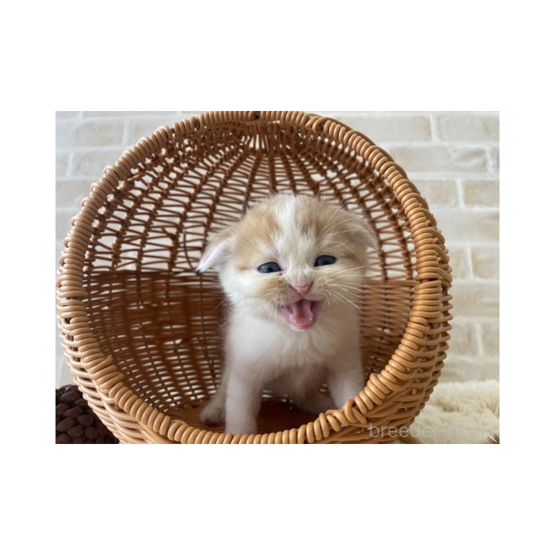 販売中の佐賀県のスコティッシュフォールド(折れ耳)-131474の2枚目