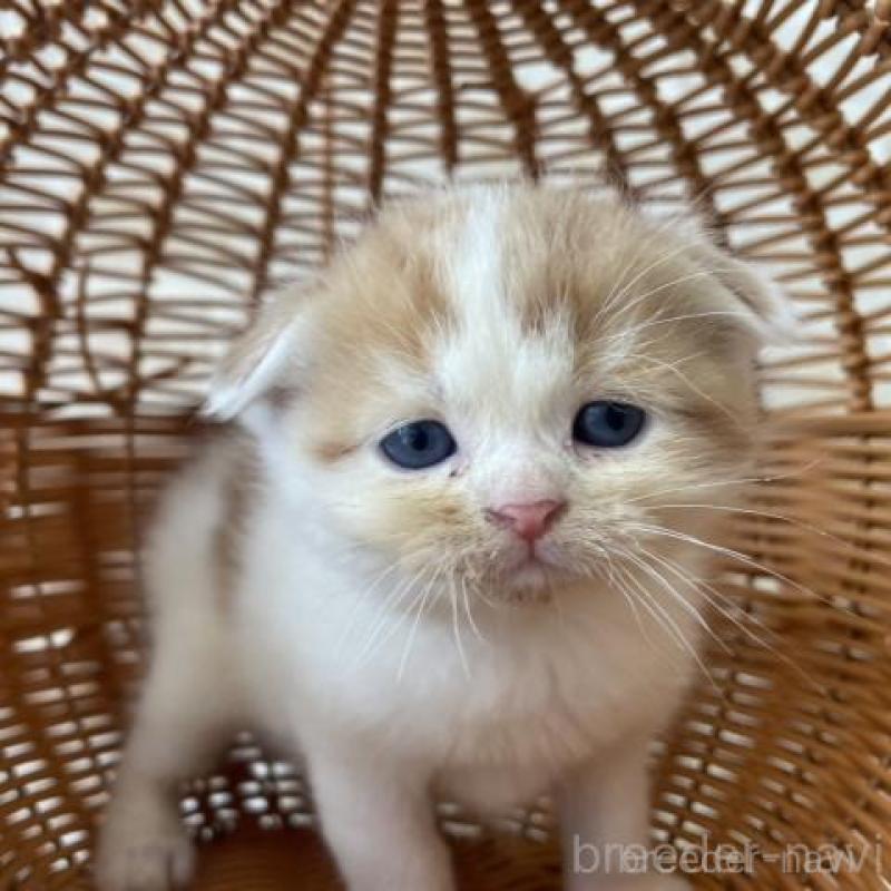 販売中の佐賀県のスコティッシュフォールド(折れ耳)-131474