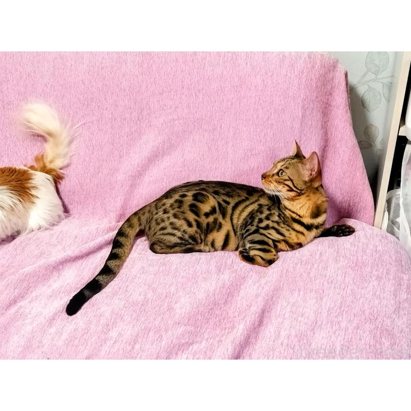 成約済の東京都のベンガル-115476の6枚目