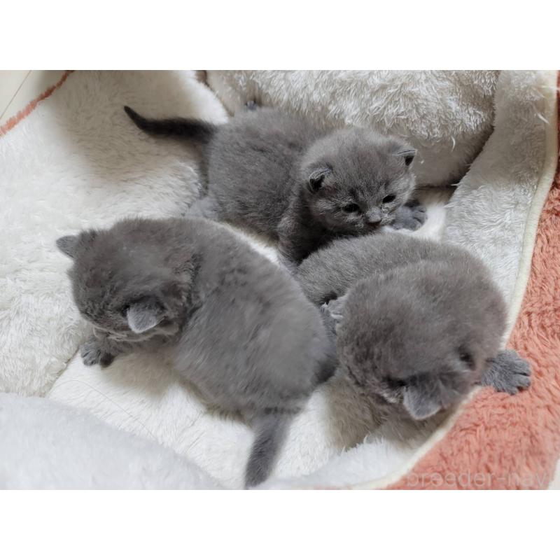 販売中の愛知県のシャルトリュー-131475の6枚目