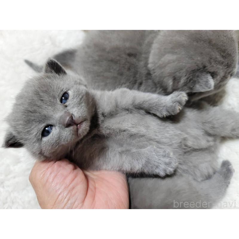 販売中の愛知県のシャルトリュー-131475の5枚目