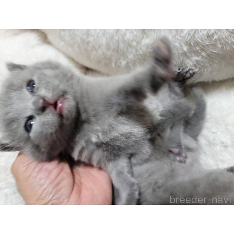 販売中の愛知県のシャルトリュー-131475の4枚目