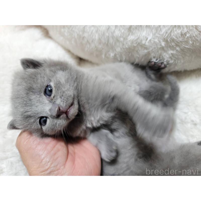 販売中の愛知県のシャルトリュー-131475の3枚目