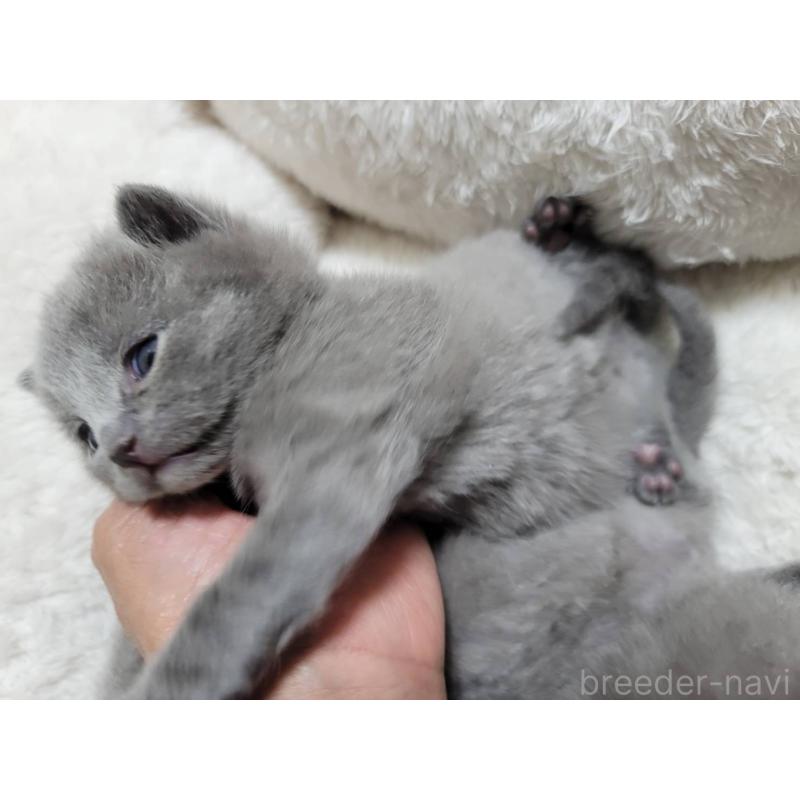 販売中の愛知県のシャルトリュー-131475の2枚目