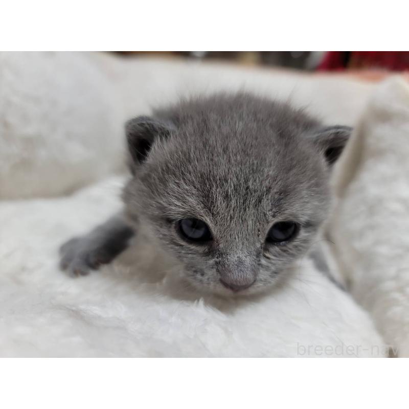 販売中の愛知県のシャルトリュー-131476の12枚目