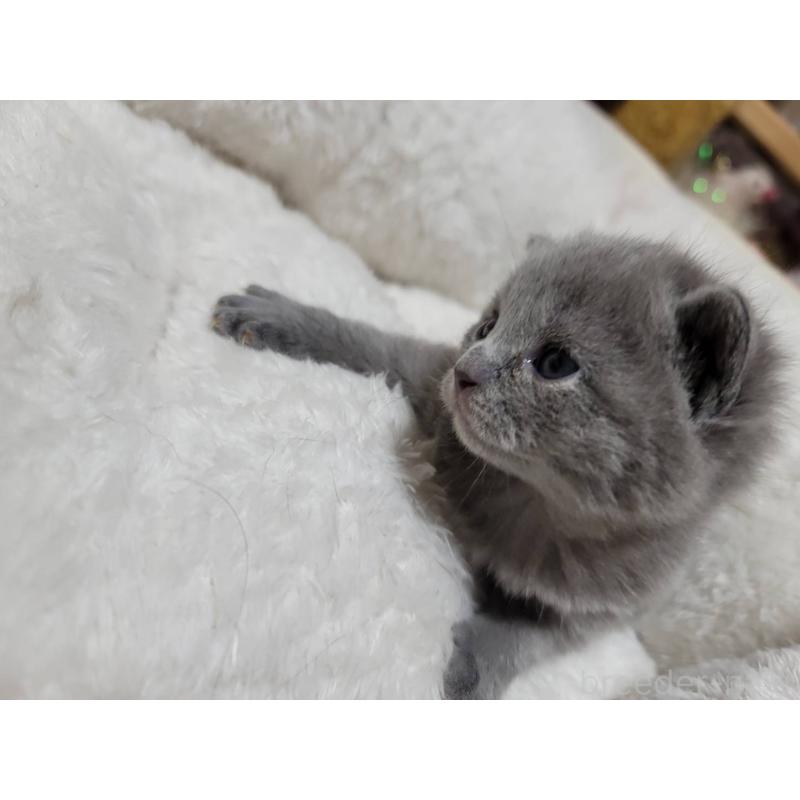 販売中の愛知県のシャルトリュー-131476の10枚目