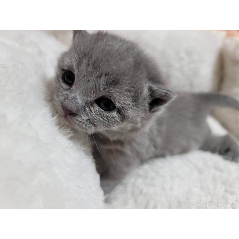 販売中の愛知県のシャルトリュー-131476の11枚目