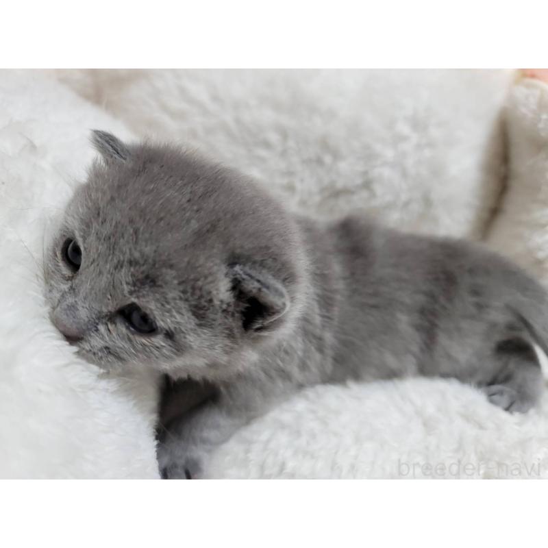 販売中の愛知県のシャルトリュー-131476の9枚目