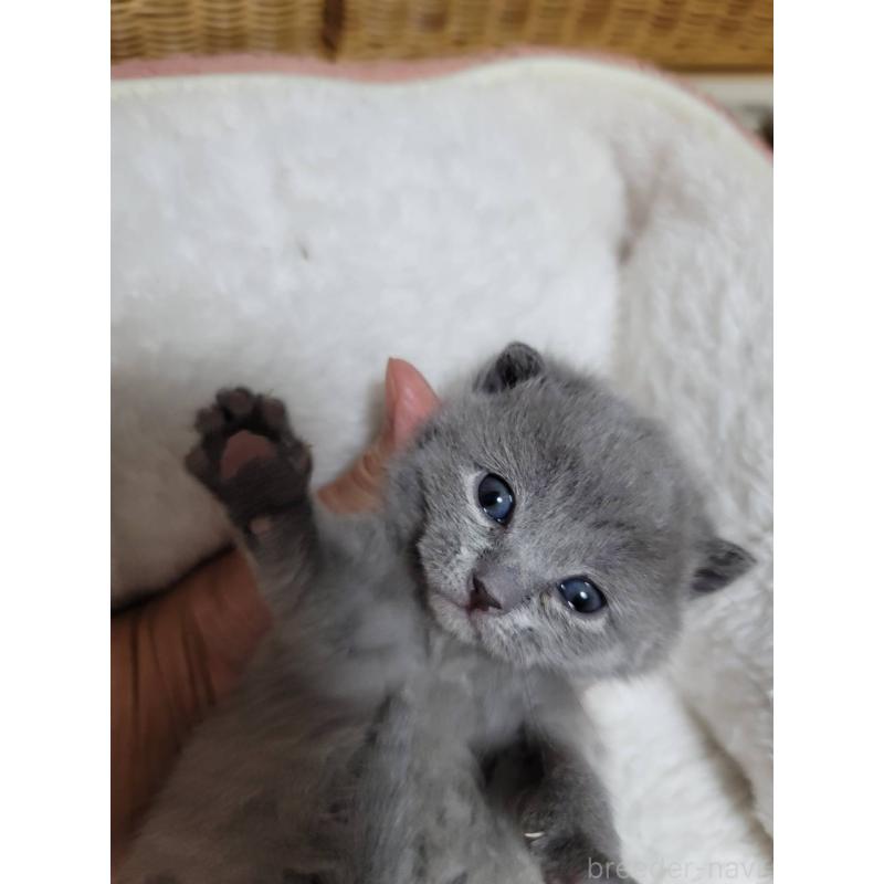 販売中の愛知県のシャルトリュー-131476の7枚目