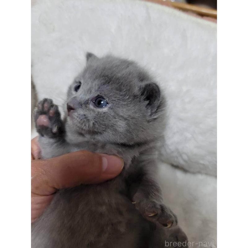 販売中の愛知県のシャルトリュー-131476の5枚目