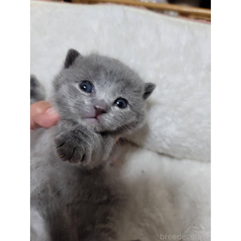 販売中の愛知県のシャルトリュー-131476の6枚目