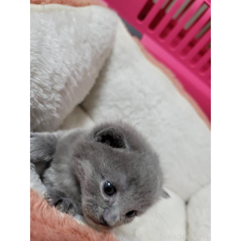 販売中の愛知県のシャルトリュー-131476の4枚目