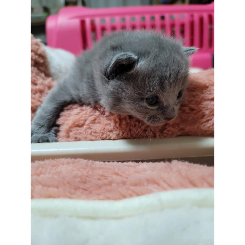 販売中の愛知県のシャルトリュー-131476の3枚目