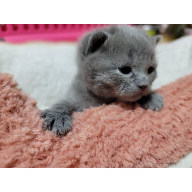 販売中の愛知県のシャルトリュー-131476の2枚目