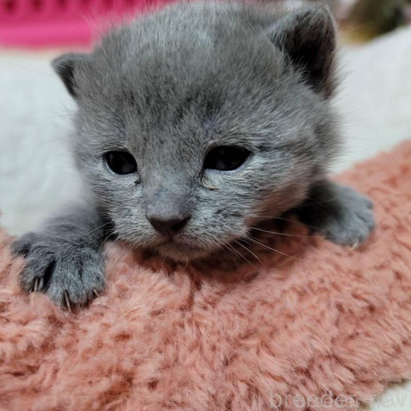 販売中の愛知県のシャルトリュー-131476