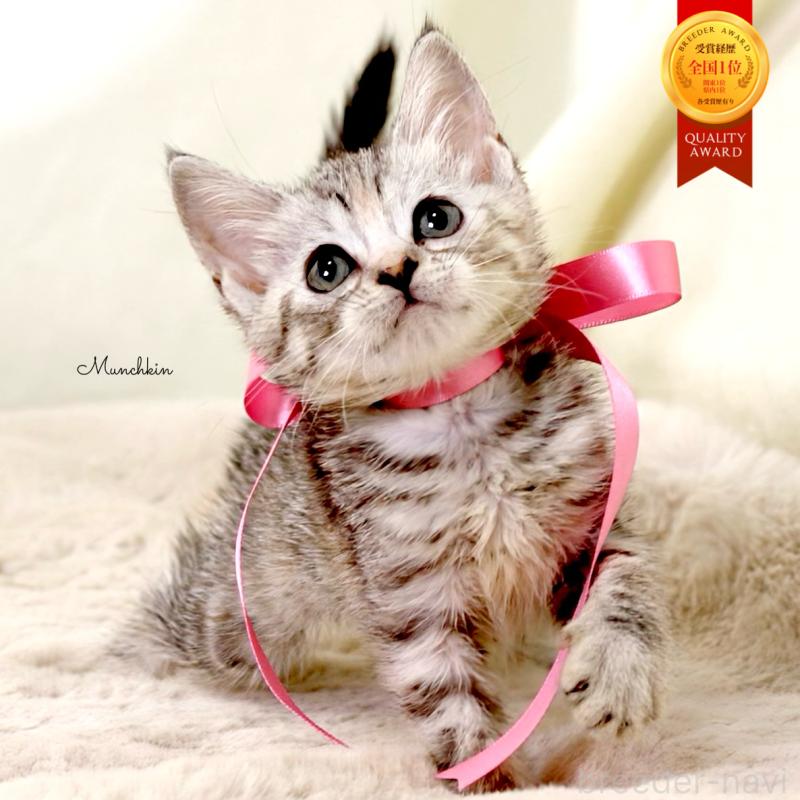 販売中の栃木県のマンチカン-131111