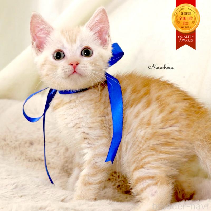 販売中の栃木県のマンチカン-131113