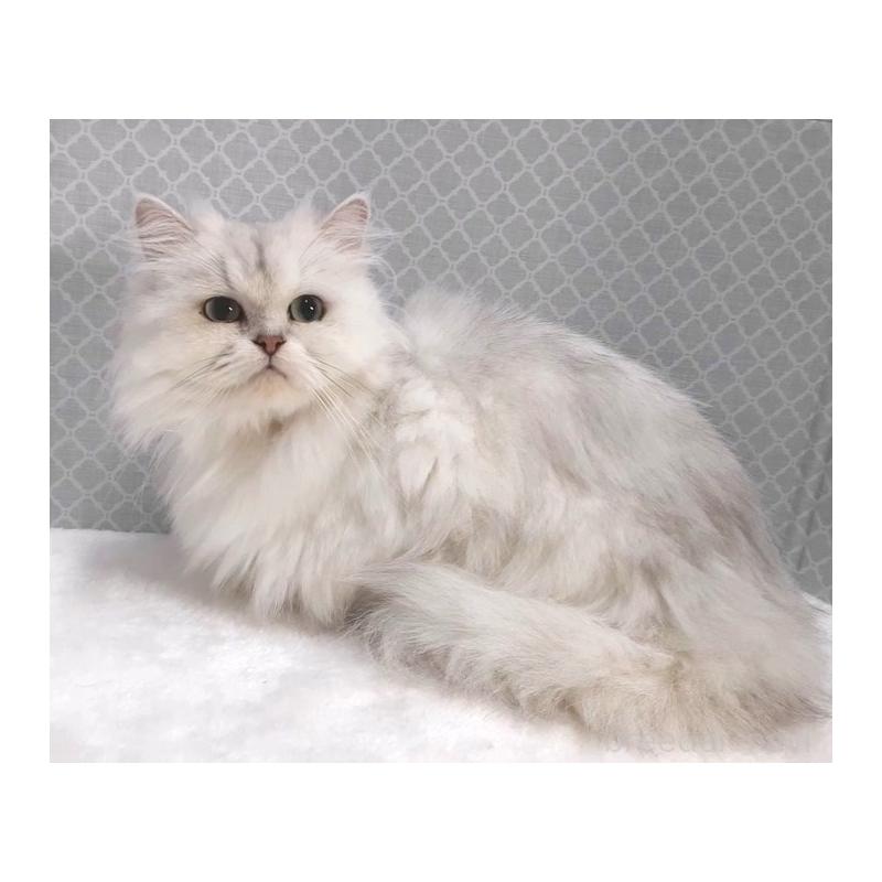 販売中の岐阜県のペルシャ(チンチラ)-131477の3枚目