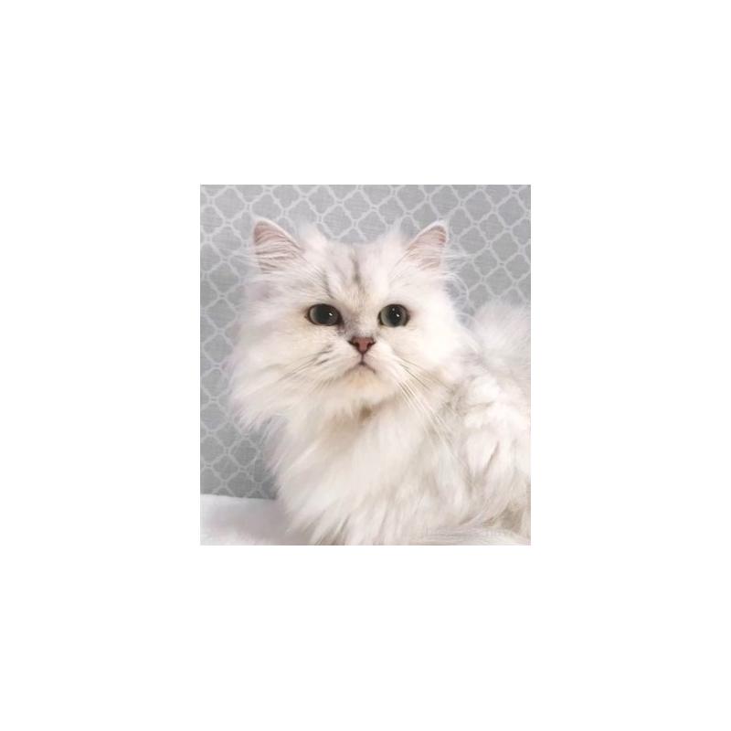 販売中の岐阜県のペルシャ(チンチラ)-131477の2枚目