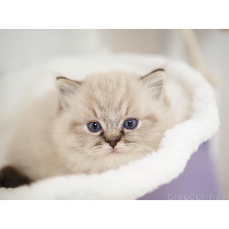 販売中の埼玉県のラグドール-131230の20枚目