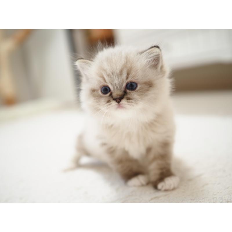 販売中の埼玉県のラグドール-131230の19枚目