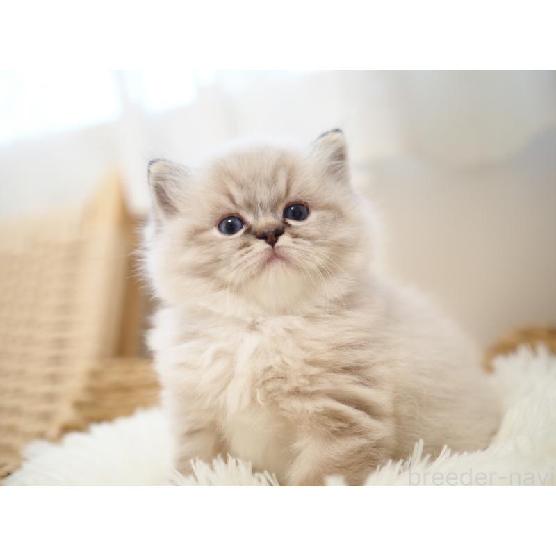 販売中の埼玉県のラグドール-131230の18枚目