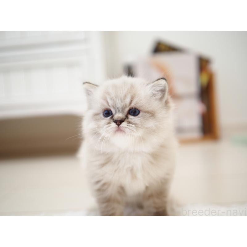 販売中の埼玉県のラグドール-131230の17枚目