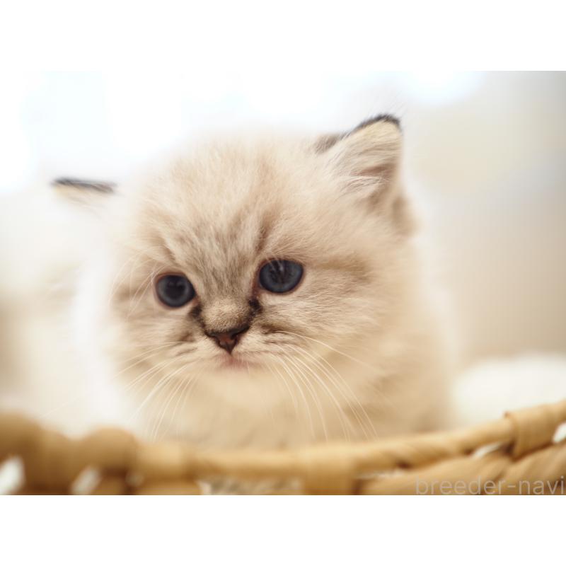 販売中の埼玉県のラグドール-131230の16枚目