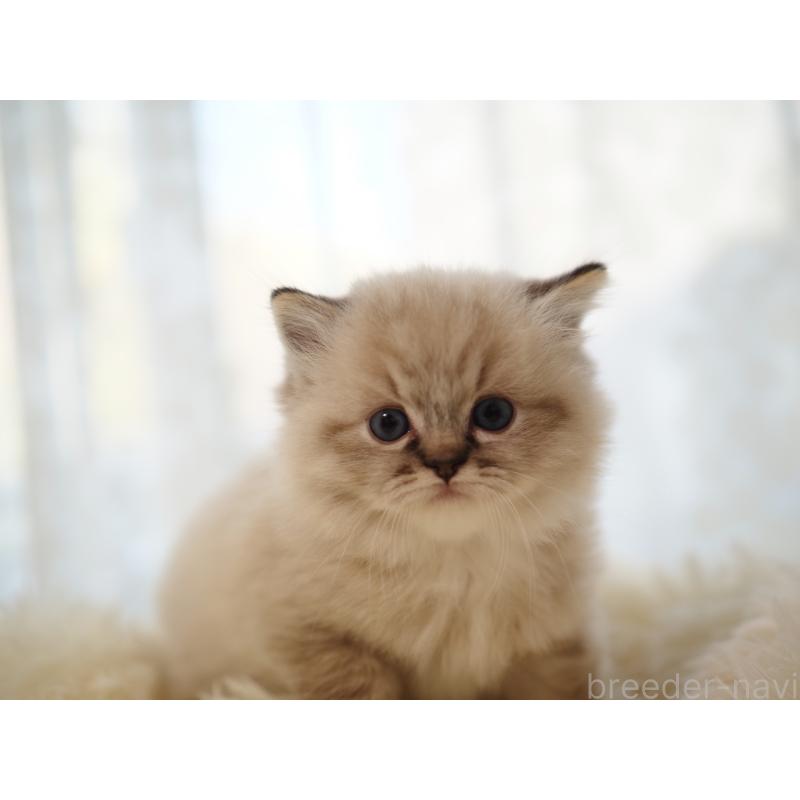 販売中の埼玉県のラグドール-131230の15枚目