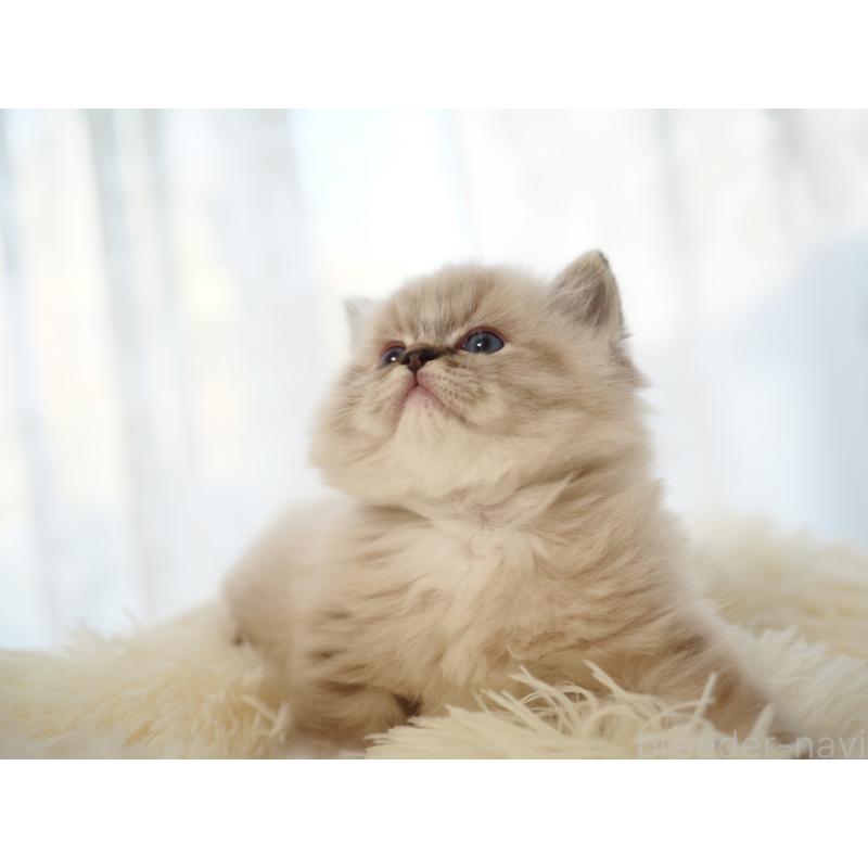 販売中の埼玉県のラグドール-131230の14枚目