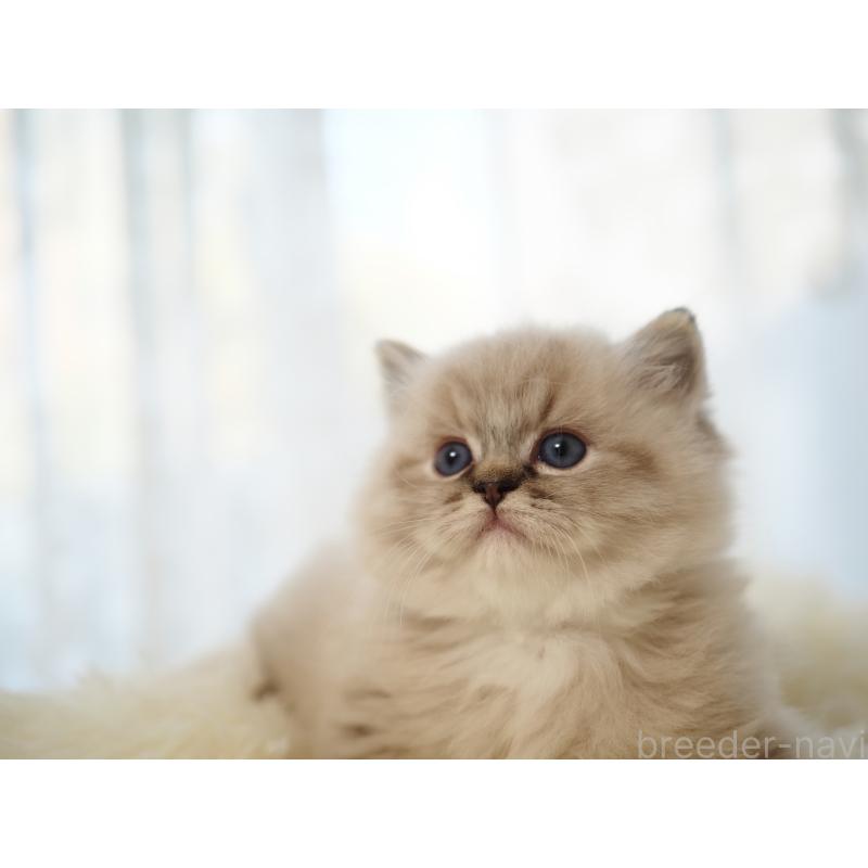 販売中の埼玉県のラグドール-131230の13枚目