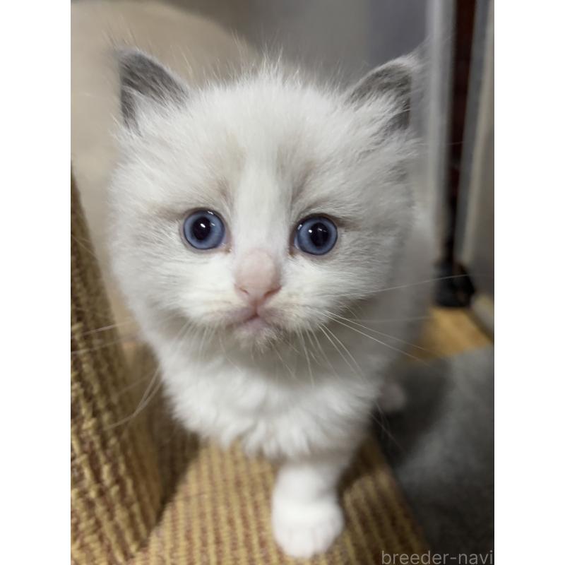 販売中の兵庫県のラグドール-131478