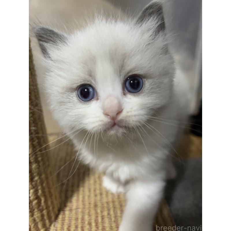 販売中の兵庫県のラグドール-131478の3枚目