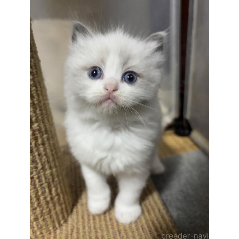 販売中の兵庫県のラグドール-131478の2枚目