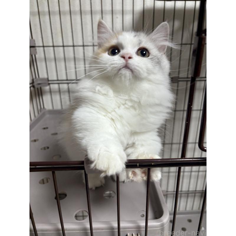 販売中の愛知県のミヌエット-131479の7枚目