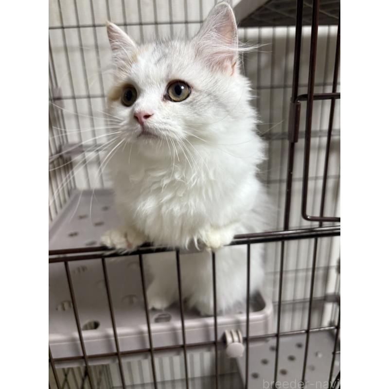 販売中の愛知県のミヌエット-131479の5枚目