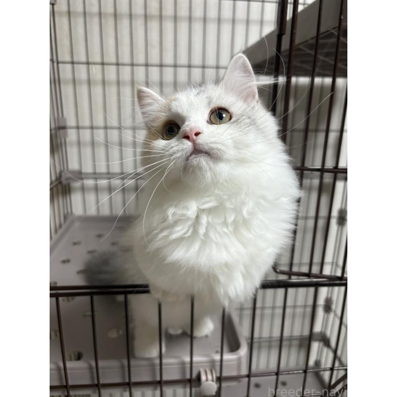 販売中の愛知県のミヌエット-131479の4枚目