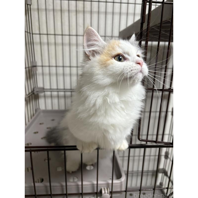 販売中の愛知県のミヌエット-131479の3枚目