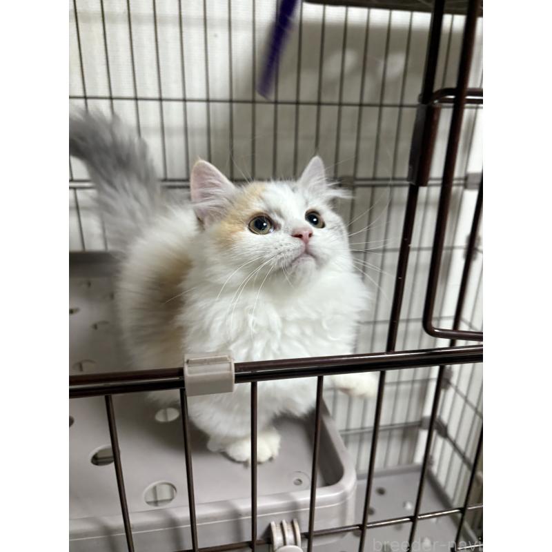 販売中の愛知県のミヌエット-131479の2枚目