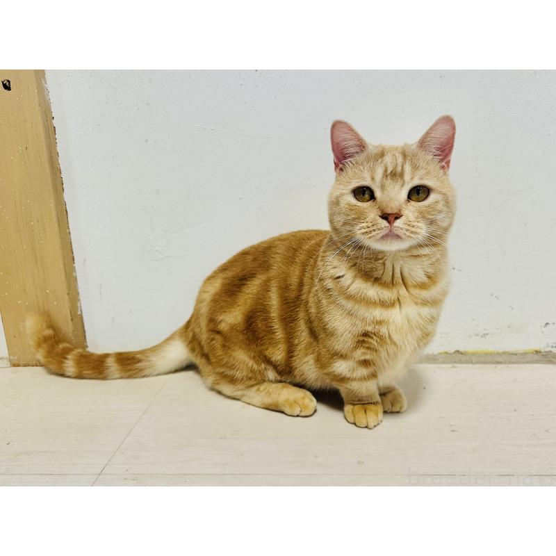 販売中の千葉県のマンチカン(短足)-125433の8枚目