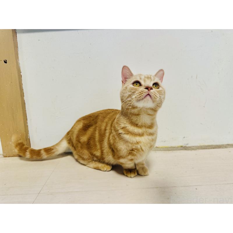 販売中の千葉県のマンチカン(短足)-125433の7枚目