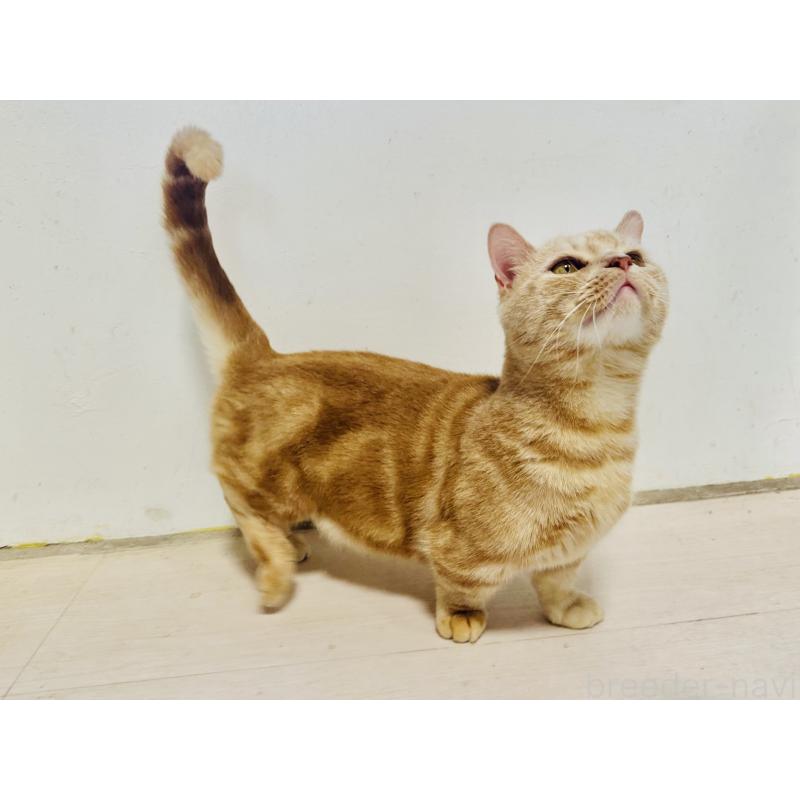 販売中の千葉県のマンチカン(短足)-125433の6枚目