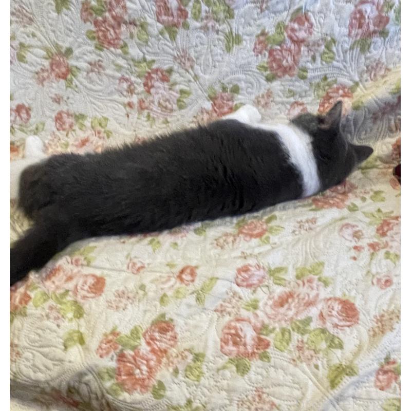 販売中の愛知県のブリティッシュショートヘア-130107の3枚目