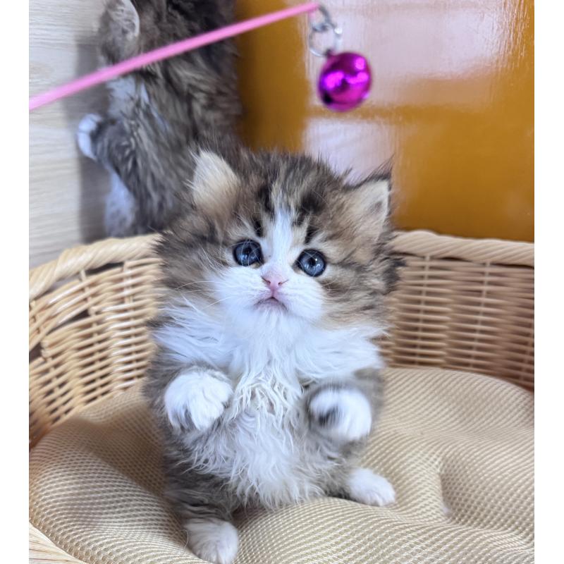 販売中の新潟県のミックス-131480の3枚目