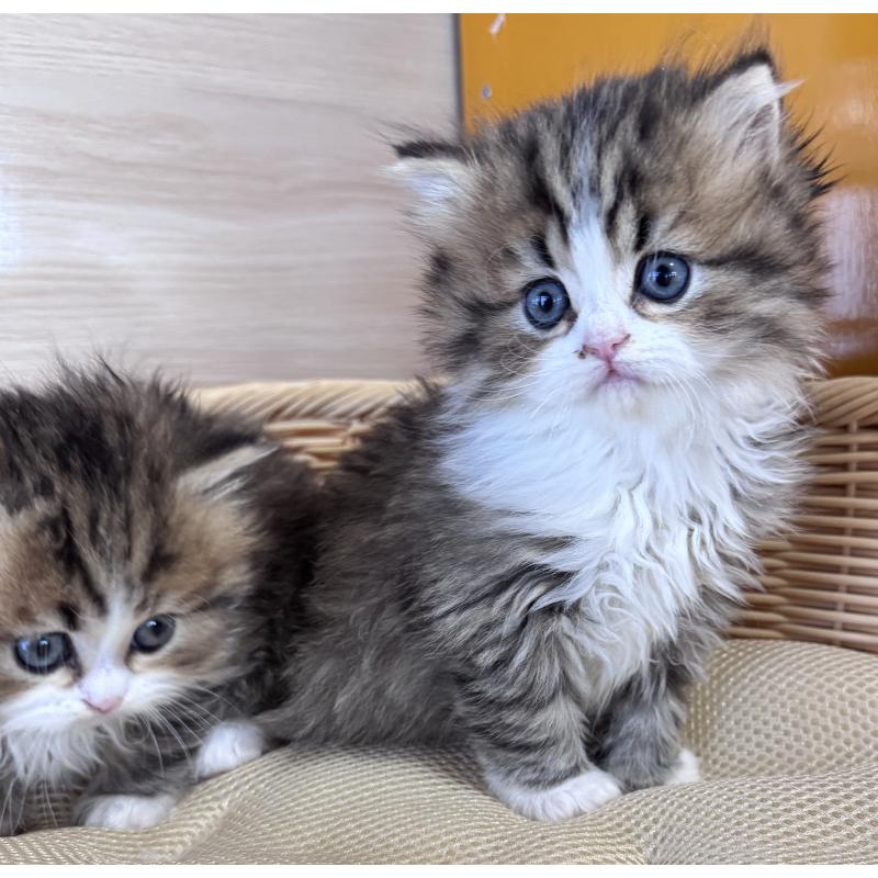 販売中の新潟県のミックス-131481の3枚目